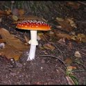 Champignon 3 copie